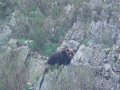 oso marzo 2015