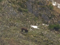 oso penona febrero 2015